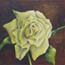 Mini schilderijen Witte rozen Atelier for Hope Doetinchem