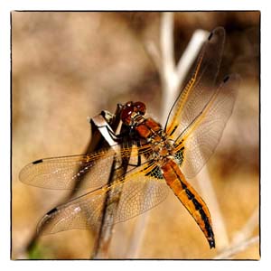 Foto, Libelle, Natuur, Kaarten, kaart, Atelier for Hope Doetinchem