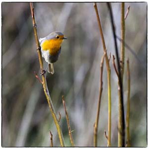 Foto, Roodborstje, Natuur, Kaarten, kaart, Atelier for Hope Doetinchem