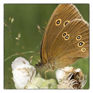 Foto,Vlinder, Koevinkje, Natuur, Kaarten, kaart, Atelier for Hope Doetinchem