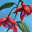 schilderij bloemen- schilderij fuchsia| Atelier for Hope - door Fenna Moehn Hummel